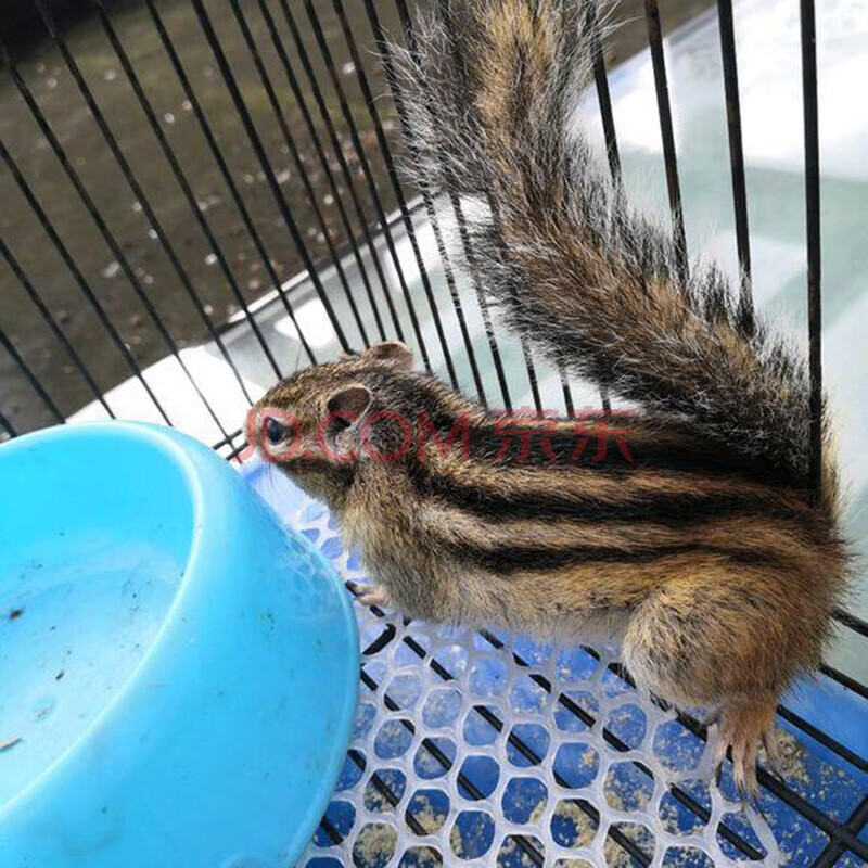 松鼠幼崽活物 金花魔王松鼠活体雪地松鼠宠物鼠 金花大亚成1对(1公1母