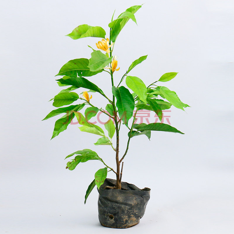 白兰花盆栽带花苞室内植物黄角兰花卉绿植 黄兰5年苗(0.