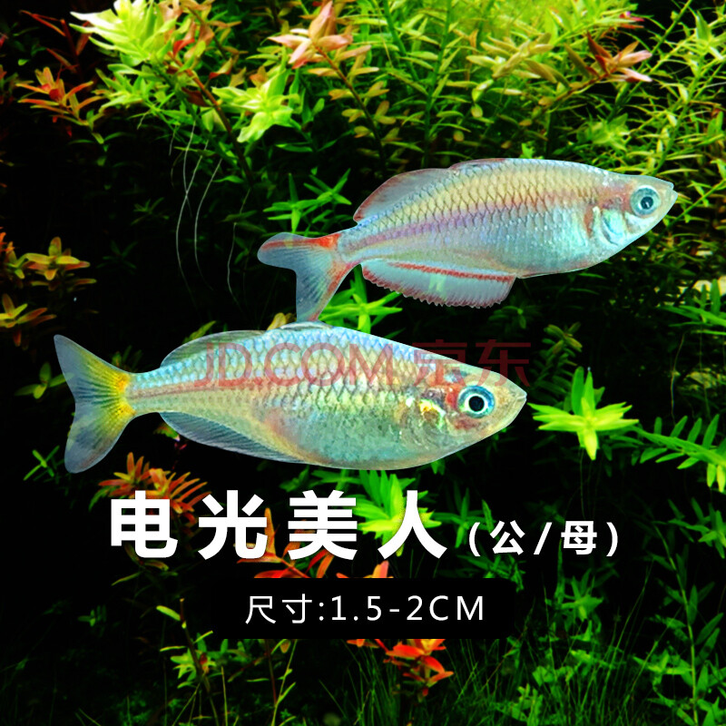 豆乐奇电光美人鱼石美人刚果美人蓝美人电光球热带观赏鱼热带鱼活体 2