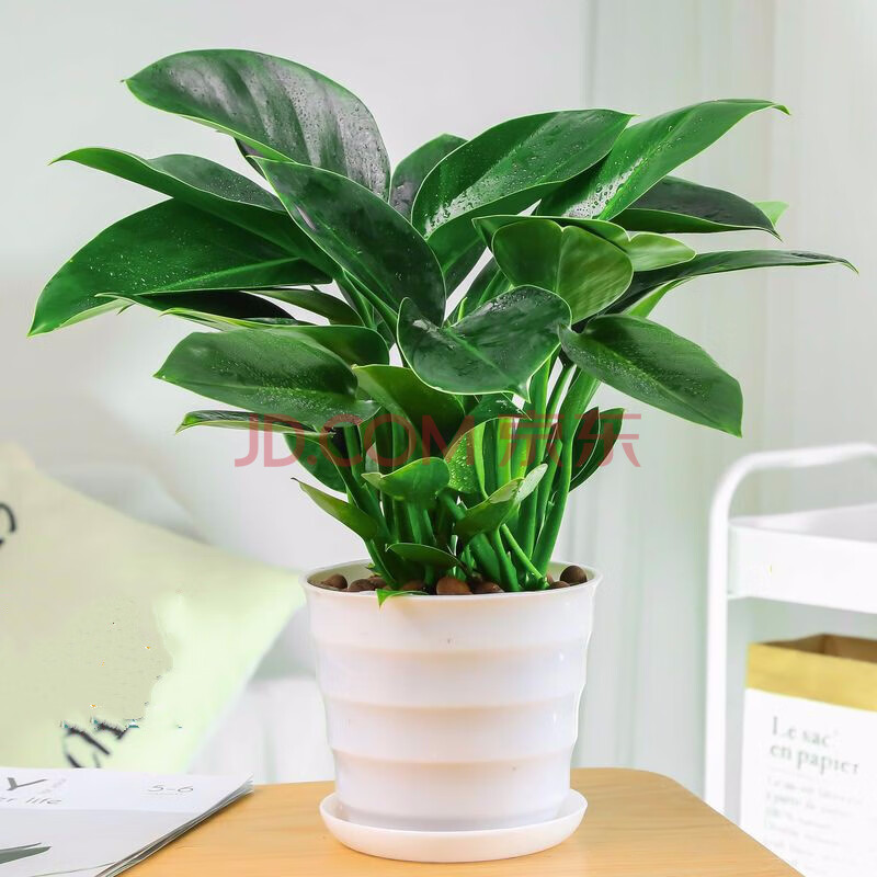 大叶绿公主金钻盆栽室内大型客厅绿植水培花卉植物d8 30-40cm(白色