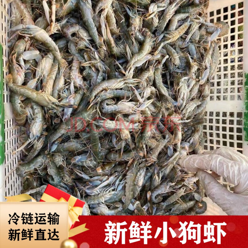 夹板虾新鲜鲜活速冻狗虾生鲜 塞红康尔 【3斤】