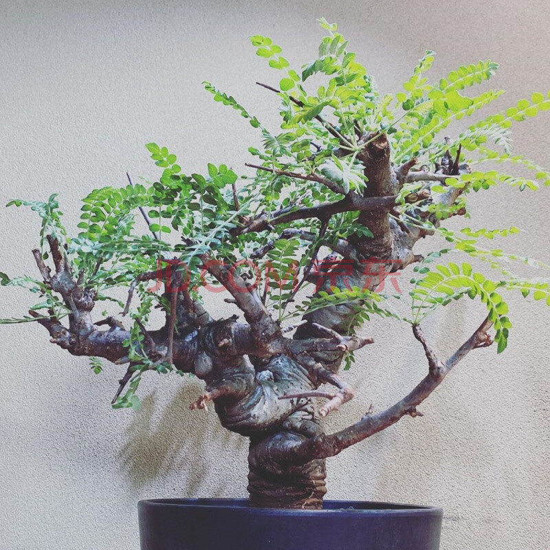 尼勒达乳香boswellia neglecta 块根植物乳香橄榄大粗桩一物一拍 尼