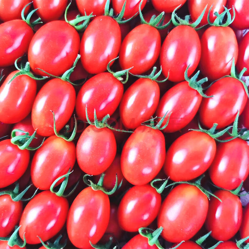 【圣女果】现采千禧果新鲜生吃小番茄小西红柿子 8斤(千禧果圣女果