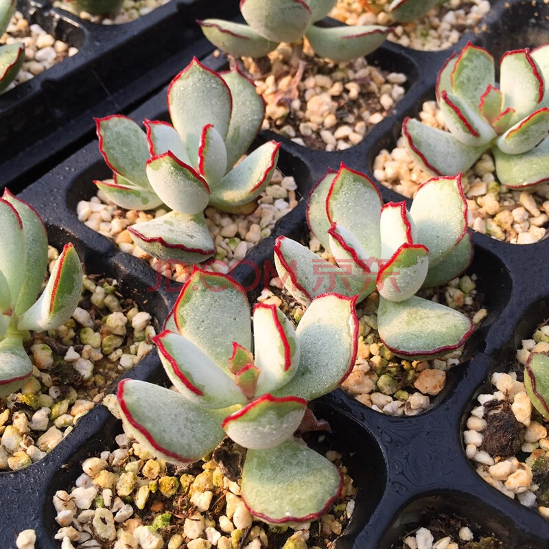 巧克力线福娘多头群生多肉植物盆栽肉肉新手植物办公室创意花卉绿植