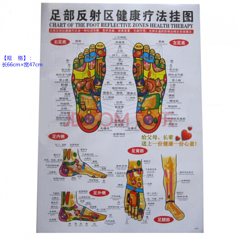 人體經絡穴位圖足部反射區掛圖足底按摩標準穴位中醫針灸大圖推拿