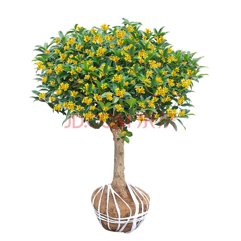 文冠果的文冠果种植技术介绍及种植工艺介绍 - 篇篇花草网