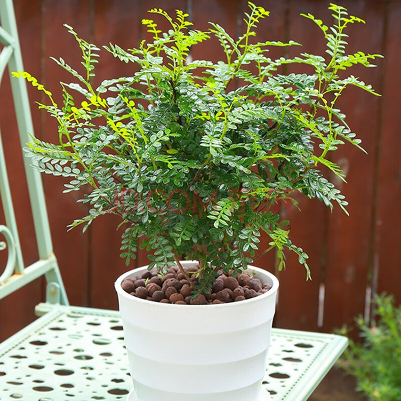 清香胡椒木盆栽觀葉植物防驅蚊草香草植物好養室內四季常青淨化空氣