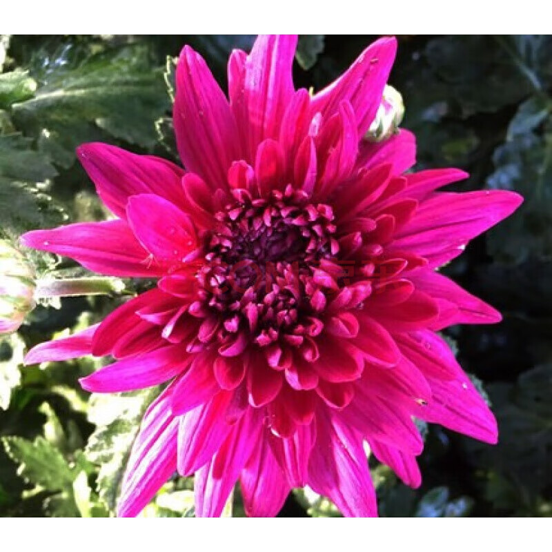 菊花盆栽大花九月菊带花植物室内阳台花卉 紫芙蓉【多头多花】【带