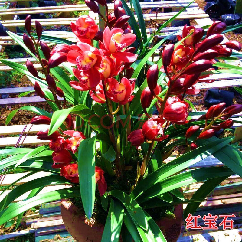 芊阙*轻奢芊阙亏本价浓香型文心兰兰花室内高档花卉绿植抖音网红 红