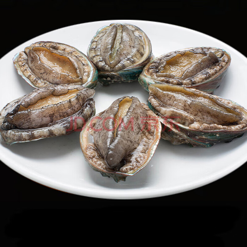 18-20头新鲜鲍鱼500g大盆菜海鲜小鲍鱼新鲜冻水产冷冻非即食贝类