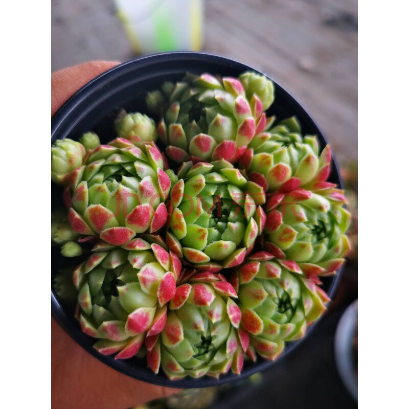 西瓜球波尔多苏娜珊爱德华球多米阿祖长生草景天容易办公桌阳台