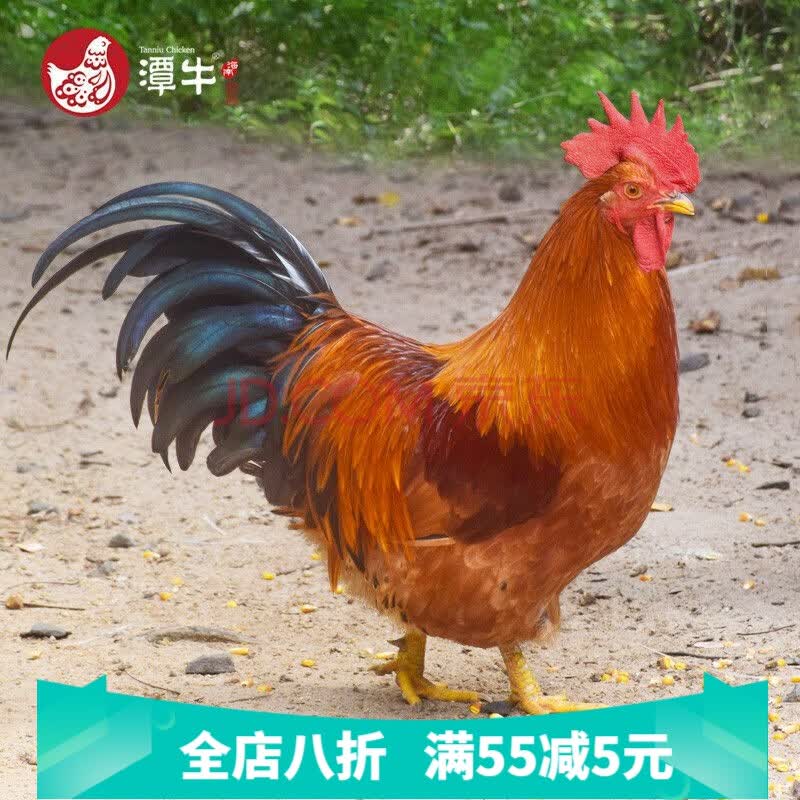 海南文昌鸡餐饮用鸡潭牛海南特产椰子鸡农家鸡散养走地鸡土鸡小鸡 90