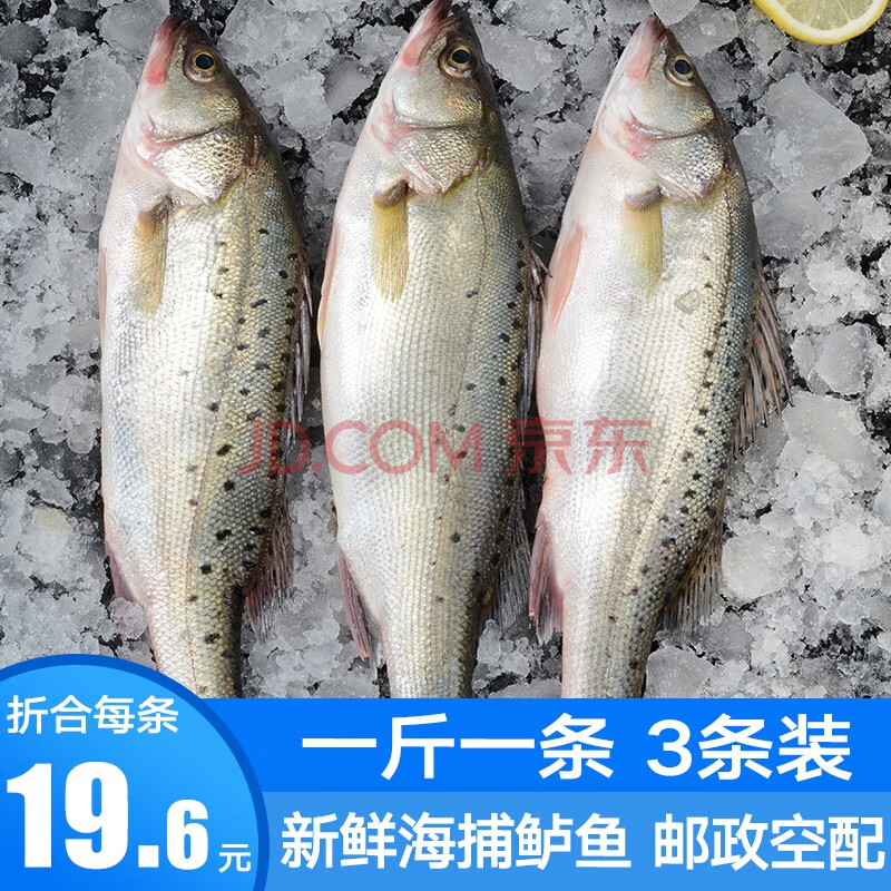 【3斤3條 59】鮮拔頭籌 新鮮鱸魚海魚深海七星海鱸魚花鱸魚 海鮮水產