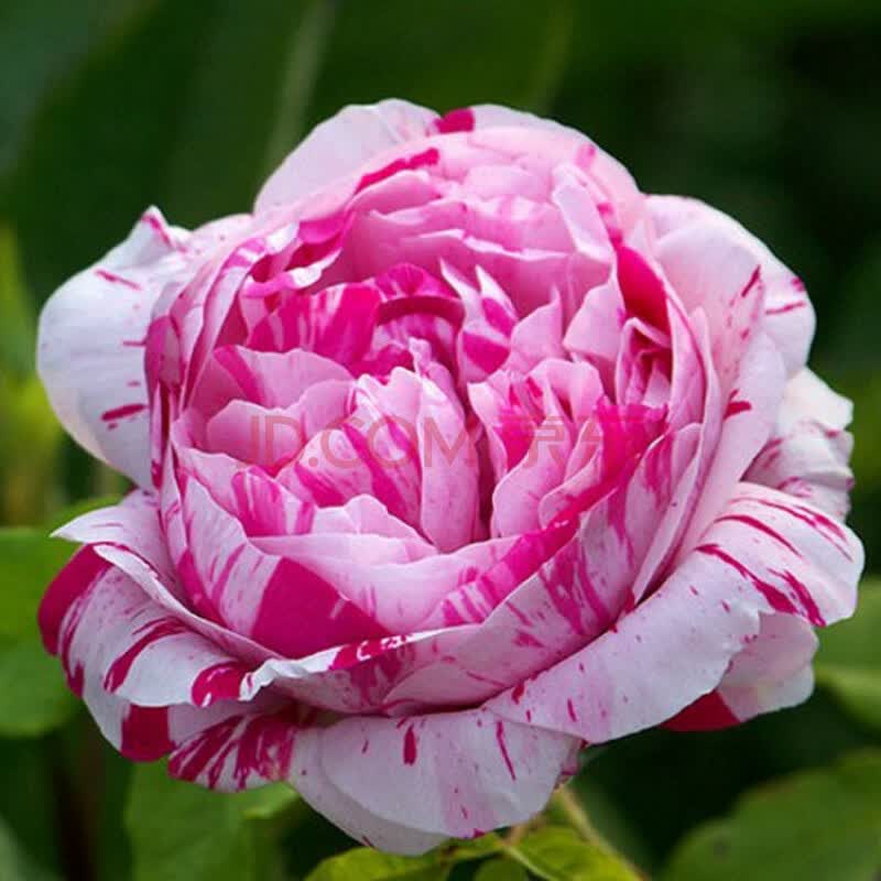 藤本月季大苗灌木大花浓香四季玫瑰花苗庭院爬藤蔷薇盆栽花卉 抓破