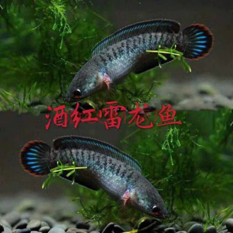 【寵物】阿薩姆奶茶雷龍幻彩藍寶石雷龍魚幻彩紅寶石雷龍魚酒紅雷龍