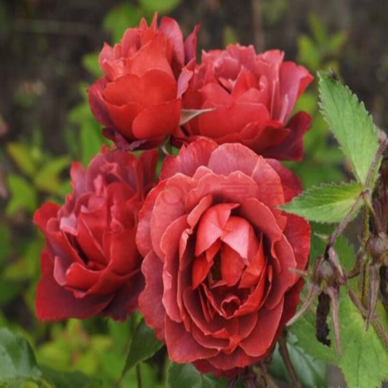 歐月季花花苗 火熱巧克力多花月季玫瑰 庭院陽臺灌木豐花月季薔薇