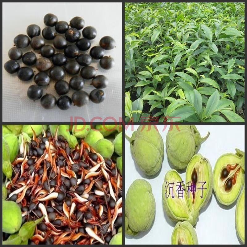 正宗沉香种子海南种子小叶紫檀种子菩提种子金丝楠木种子 金丝楠木