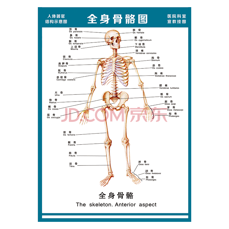 醫院科室宣教掛圖人體結構示意圖器官解剖圖全身骨骼圖宣傳畫牆貼畫