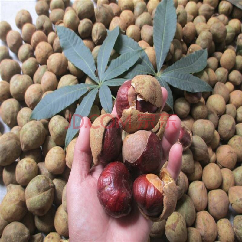 奈此香 种子 七叶树种子 红花 籽 铜钱树种子 青钱柳 金钱柳种子 发财