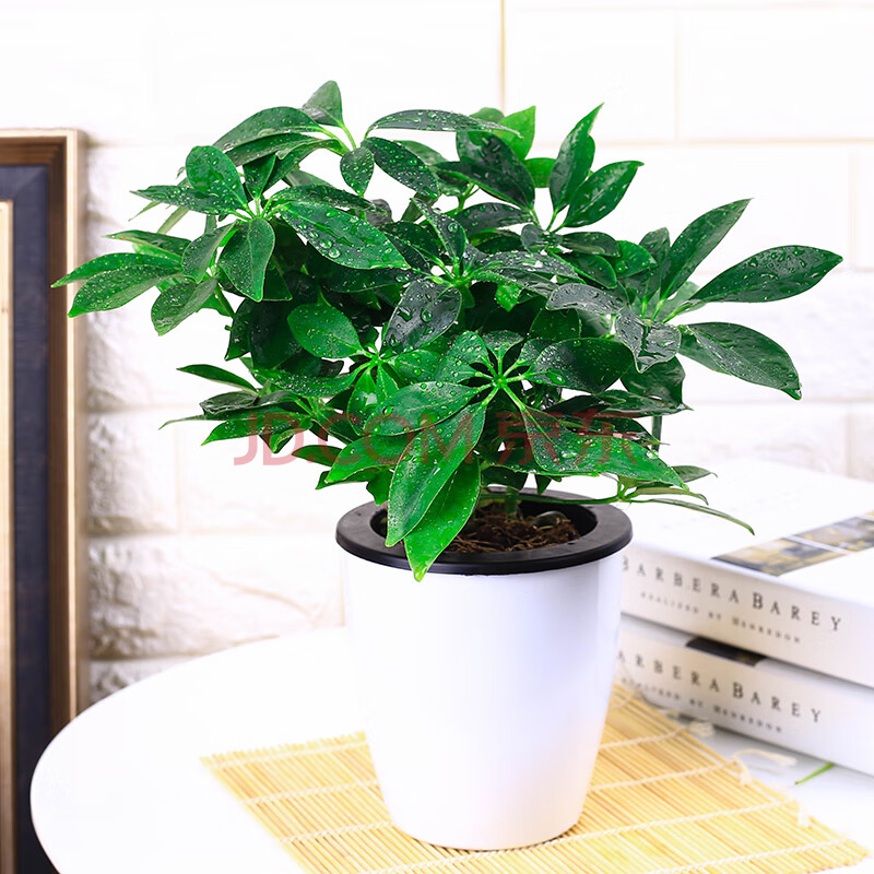 【汐鸢】绿植盆栽花卉观叶植物绿萝卧室办公司空气清新摆放 八方来财