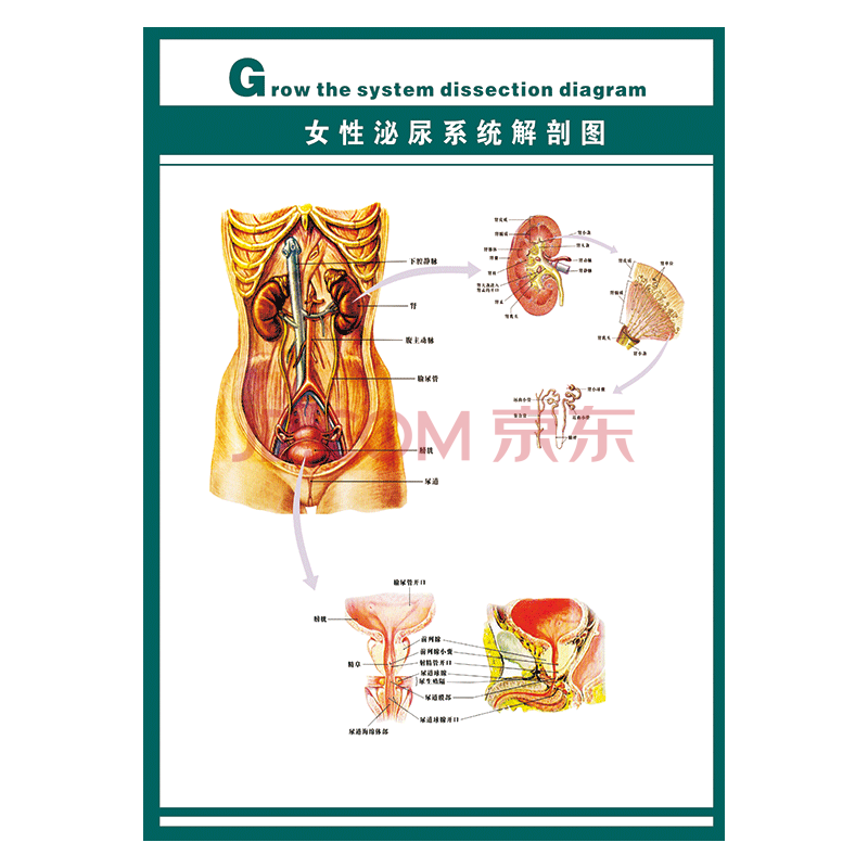 定製醫院掛圖海報人體器官系統結構圖示意圖解剖圖牆貼畫覆膜防水貼紙