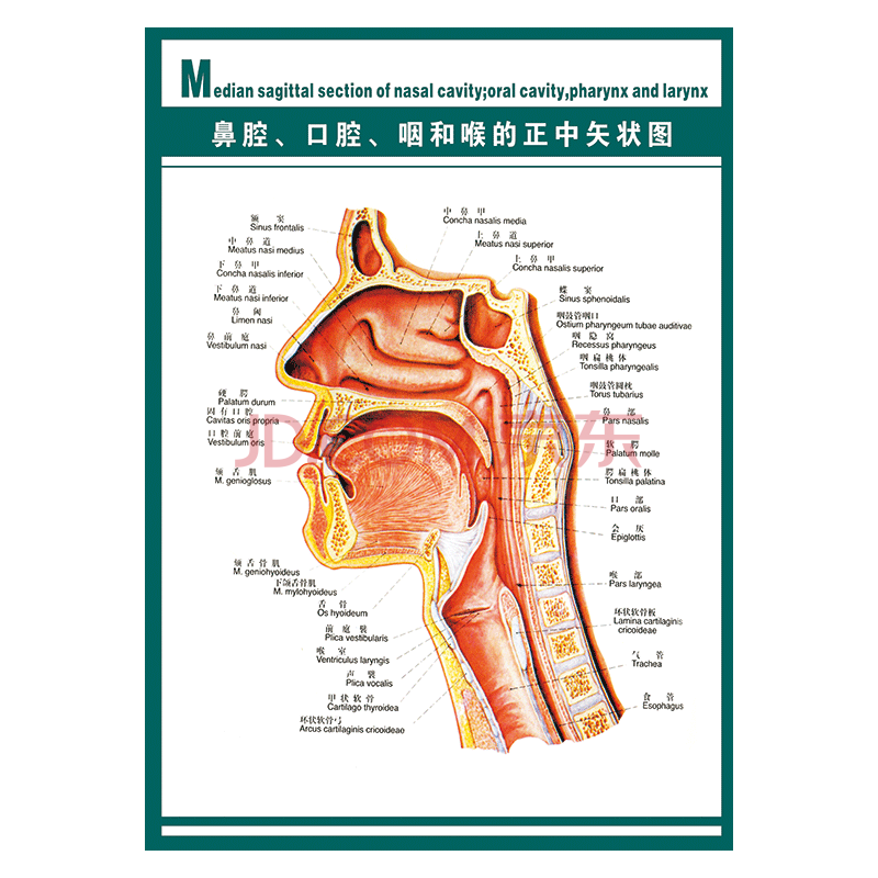 定製醫院掛圖海報人體器官系統結構圖示意圖解剖圖牆貼畫覆膜防水貼紙