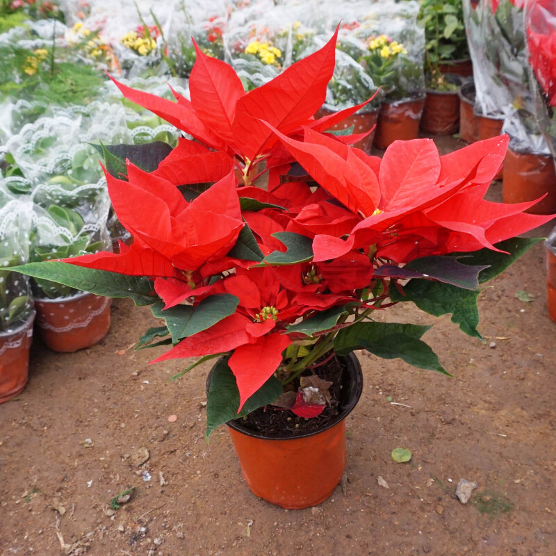 一品紅盆栽花苗花卉綠植年紅 一品紅苗室內客廳盆栽花卉綠植 一盆40cm