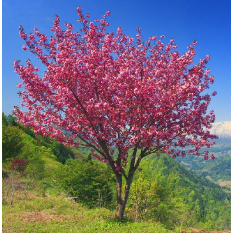 樱花苗木 樱花树苗 树木镇宅名贵庭院绿化珍贵名树日本樱花苗植物四季