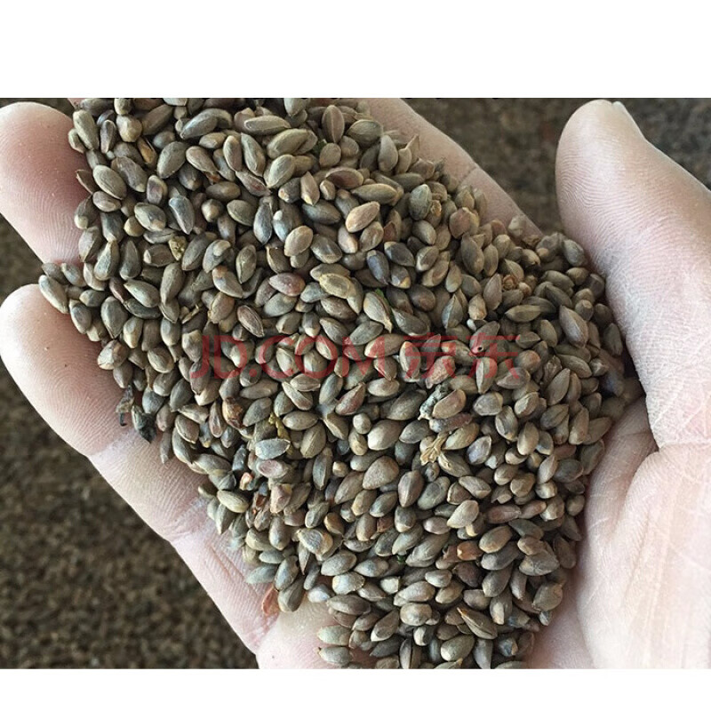 侧柏树种子侧柏种子柏树籽可做枕头侧柏壳助睡眠扁柏种子洒金柏种子