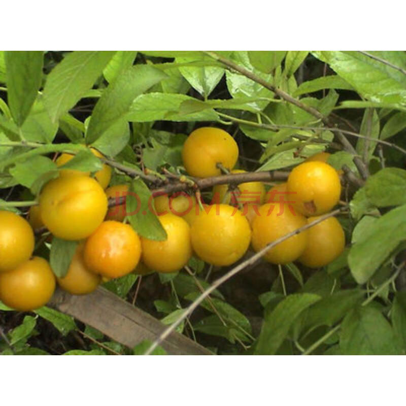 苗 庭院盆栽地栽果树嫁接苗 钙果树苗南方北方种植当年结果 黄钙果 8