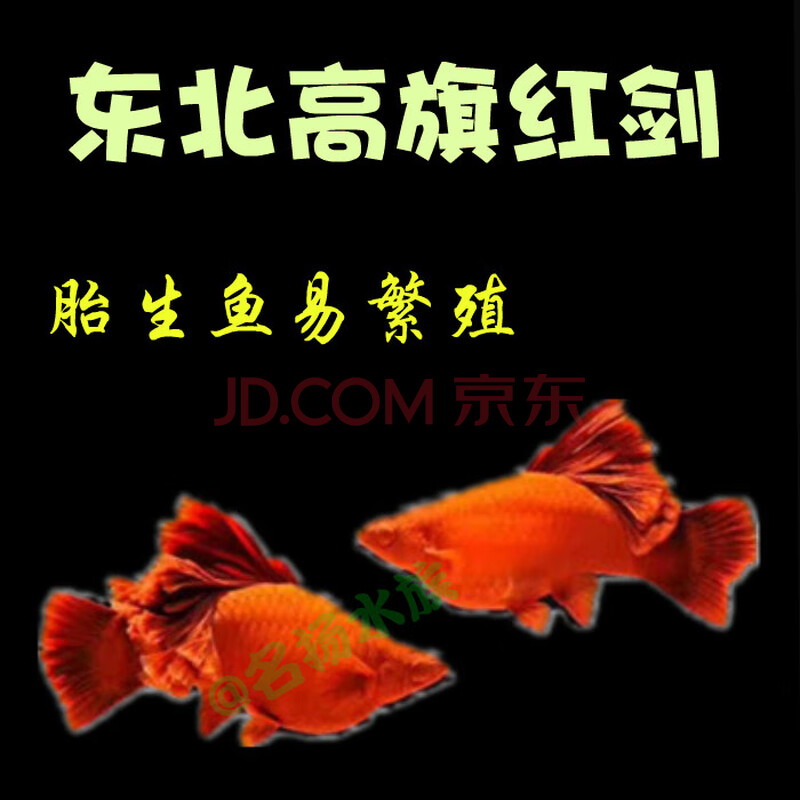 红剑鱼 高鳍红箭鱼观赏鱼孔雀鱼淡水鱼 菊花帆红箭鱼热带鱼观赏鱼