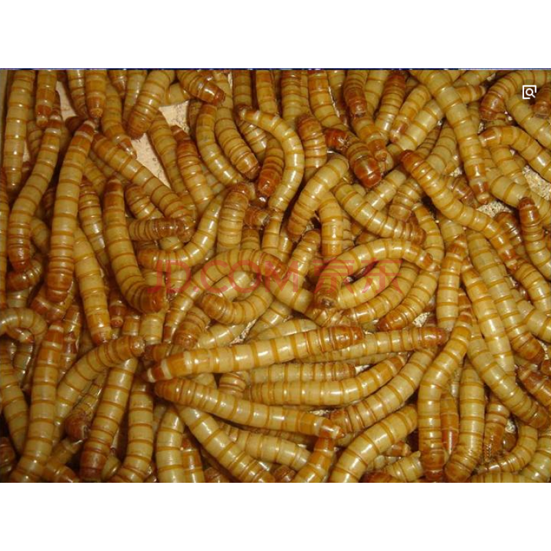 黄粉虫活体 鲜活虫面包虫活虫种虫鸟食宠物饲料引种养殖 大麦虫1斤