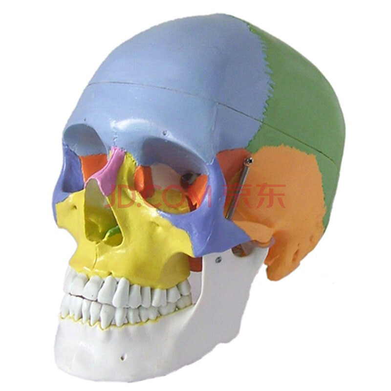 彩色头骨模型色分头骨头颅骨头骨教学仿真颅骨骷髅头模型功能分区域