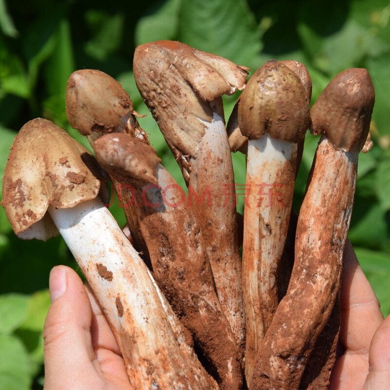 雲南野生菌雞樅菌新鮮雞樅不開傘大白火把雞樅菌菇油松茸菌子500g