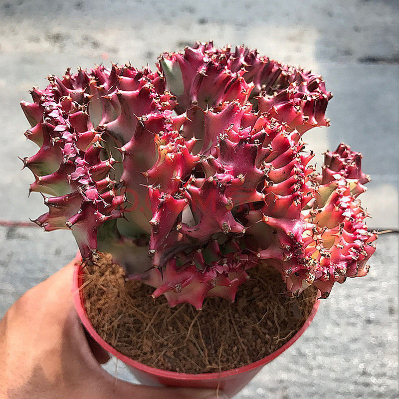 多肉植物彩色麒麟掌盆栽花卉嫁接玉麒麟缀化锦仙人球带盆带土 红麒麟