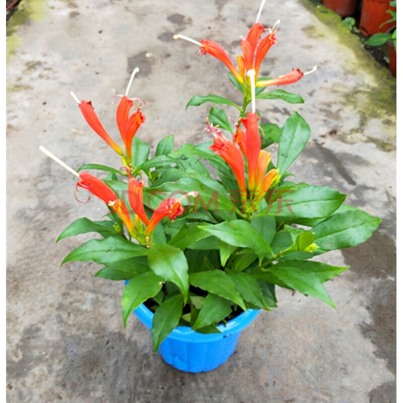 凤凰还巢又名红鲸鱼火凤凰金鱼花庭院阳台盆栽植物带花满额 火凤凰