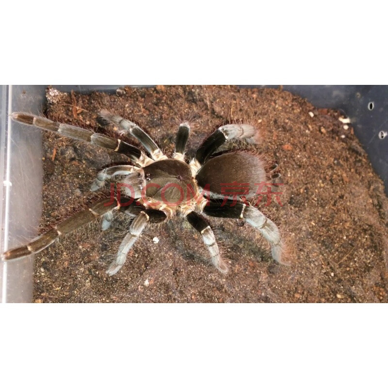 海格力斯巨人巴布1cm 宠物蜘蛛活体群养 3~4cm无饲养套餐