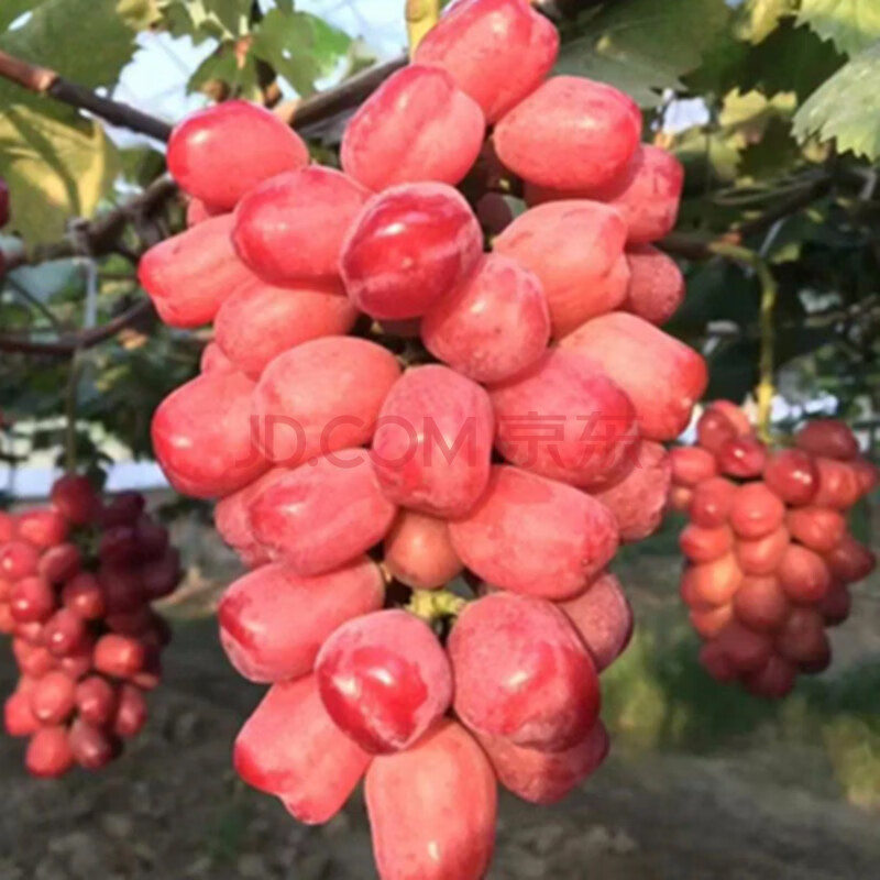 千葉林 新品種甜蜜藍寶石紅寶石葡萄無籽金手指當年結果葡萄苗南方