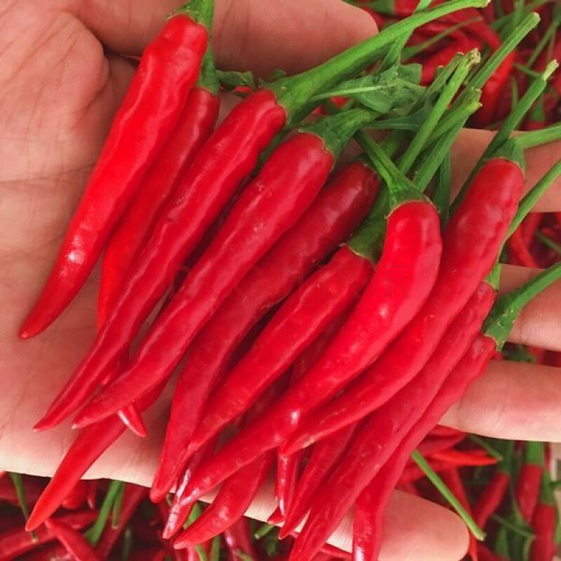 新鲜红辣椒中辣现摘批发朝天椒指天椒 5斤 中辣【】