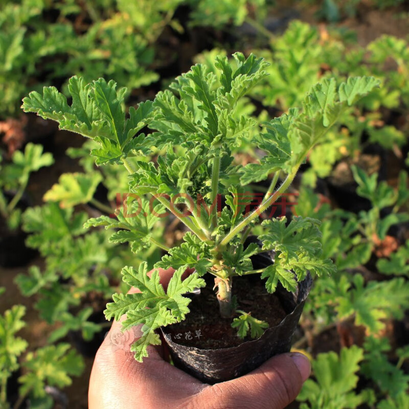 驱蚊草香叶天竺葵(驱蚊草香叶天竺葵耐寒)