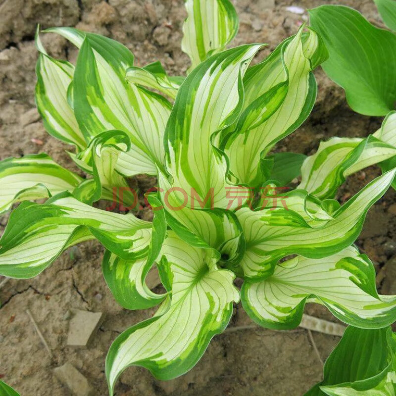 玉簪花 花葉玉簪花苗 玉簪花植物盆栽花卉庭院花壇多年生植物 花葉