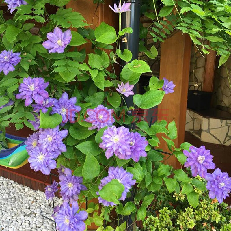 铁线莲6l精品大苗 带铁架带盆花苗 花园阳台花柱装饰爬藤花卉 蓝色