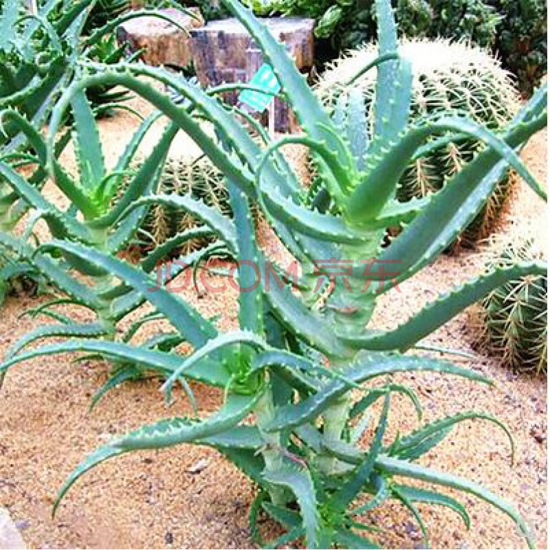 龙爪菊 木立芦荟盆栽龙爪菊芦荟植物吸芦荟苗 f6 2年25厘米左右 不含