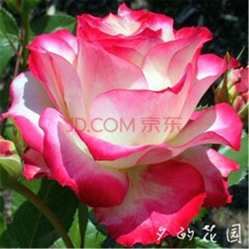 花卉绿植室内盆栽植物月季花苗四季开花月季花苗蔷薇花苗 红白歌会 不