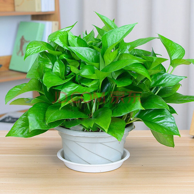 室内客厅盆栽大叶绿箩除甲醛空气净化绿色植物 180号绿萝白色盆