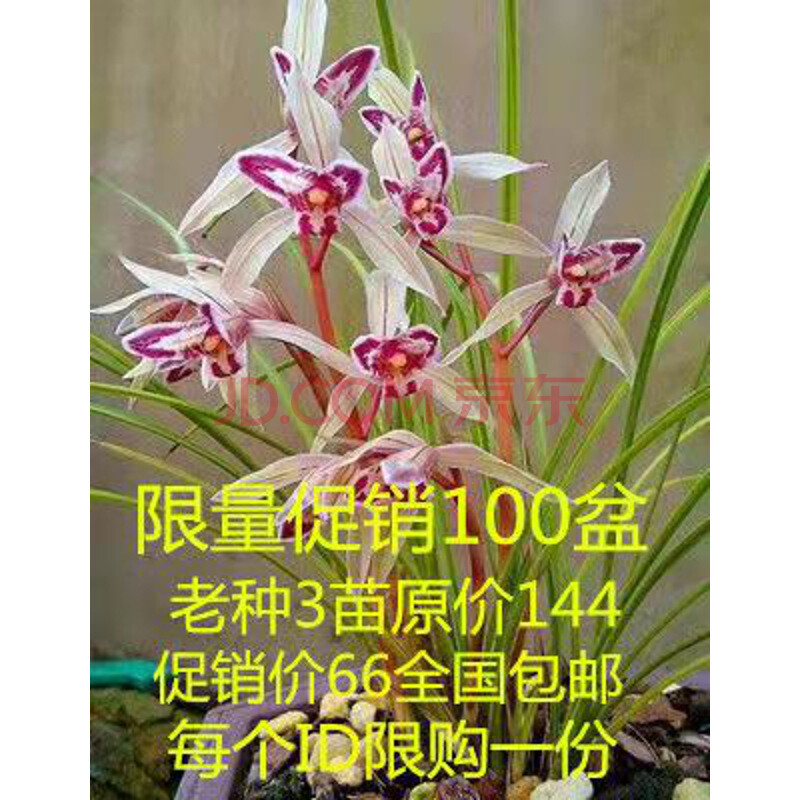 包邮云南名品兰花苗 莲瓣兰【玉兔】浓香室内花卉盆景园艺 老种5苗240