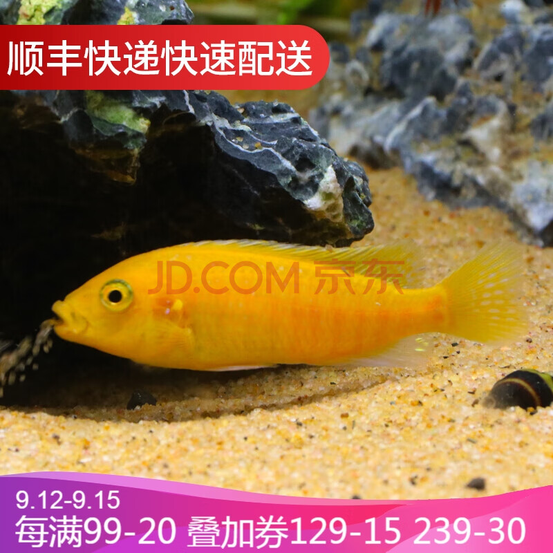 魚官兒 馬鯛魚熱帶觀賞魚三湖慈鯛小型淡水雕魚六間魚活體魚包活 雪中