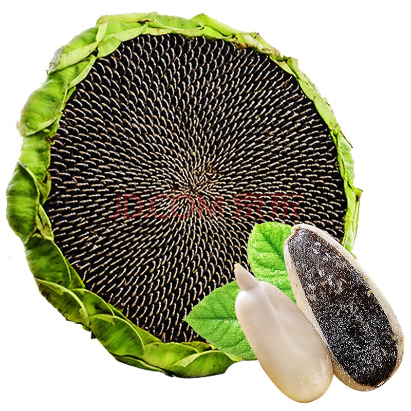 新鲜葵花盘 生瓜子 向日葵原味葵花子瓜子盘 2盘装