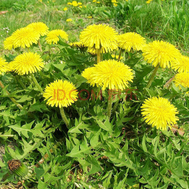 野生蒲公英種子/苗種籽婆婆丁種植活苗野菜蔬菜孑蔬萊春天四季菜