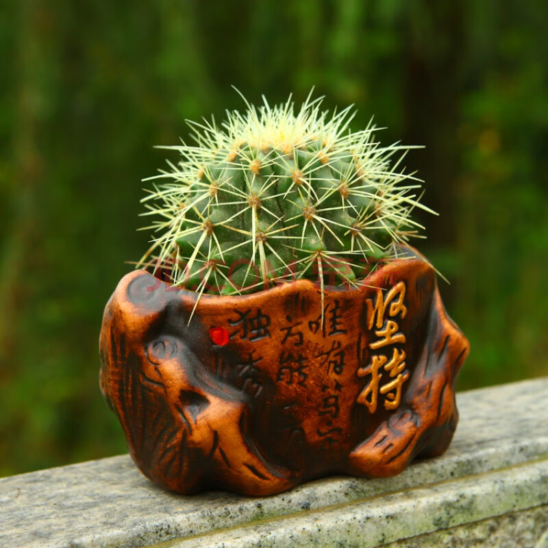 仙人球 多肉植物盆栽花卉 仙人掌办公室盆景小绿植 坚持 含盆